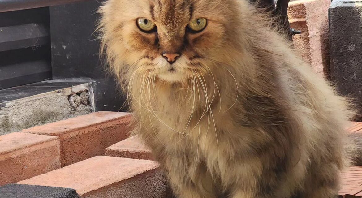 cody