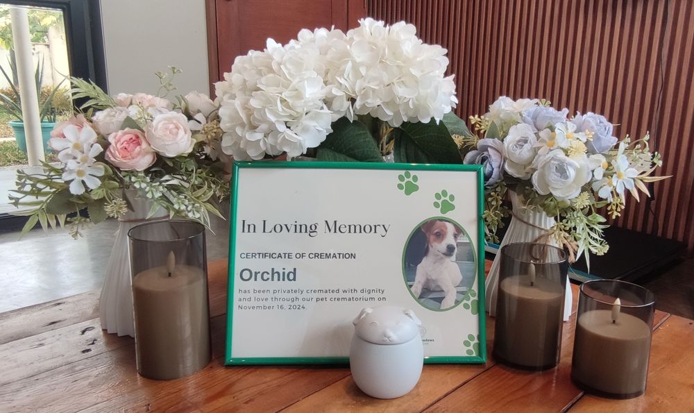 A framed certificate of cremation beside flowers and candles